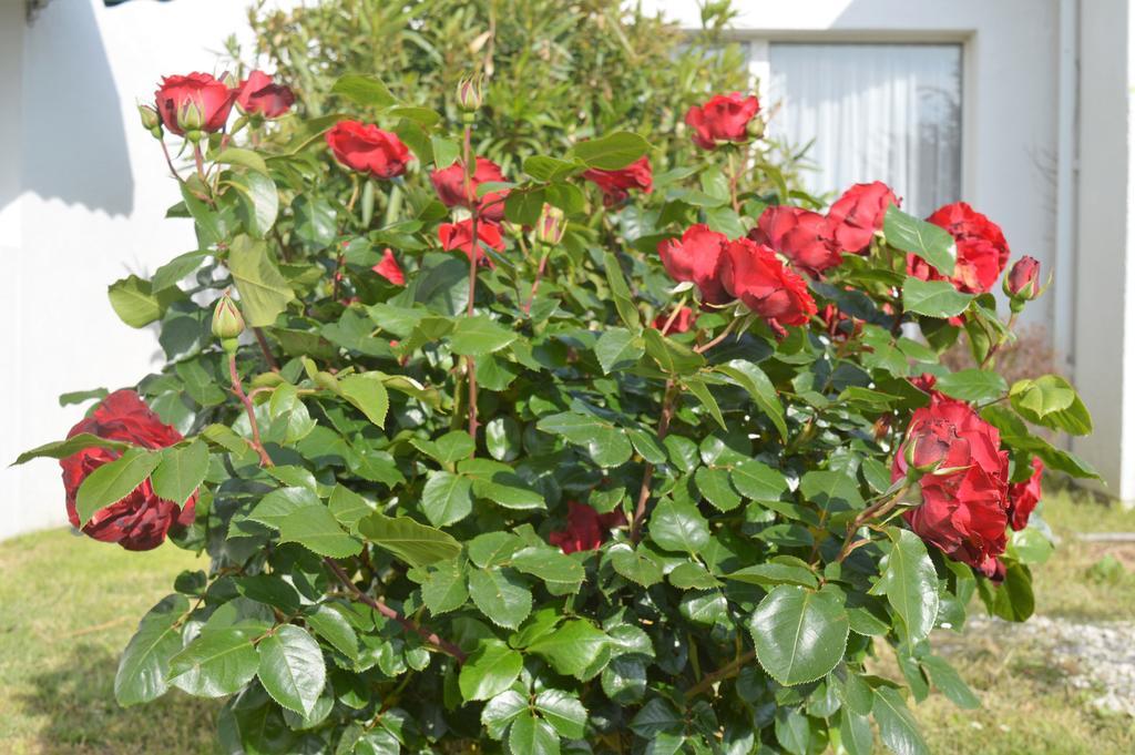 فندق Les Jardins D'Oleron سان بيار دو أوليرون المظهر الخارجي الصورة